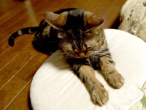 不思議な行動！猫が前足で「フミフミ」するのはなぜ？ | わんちゃんと