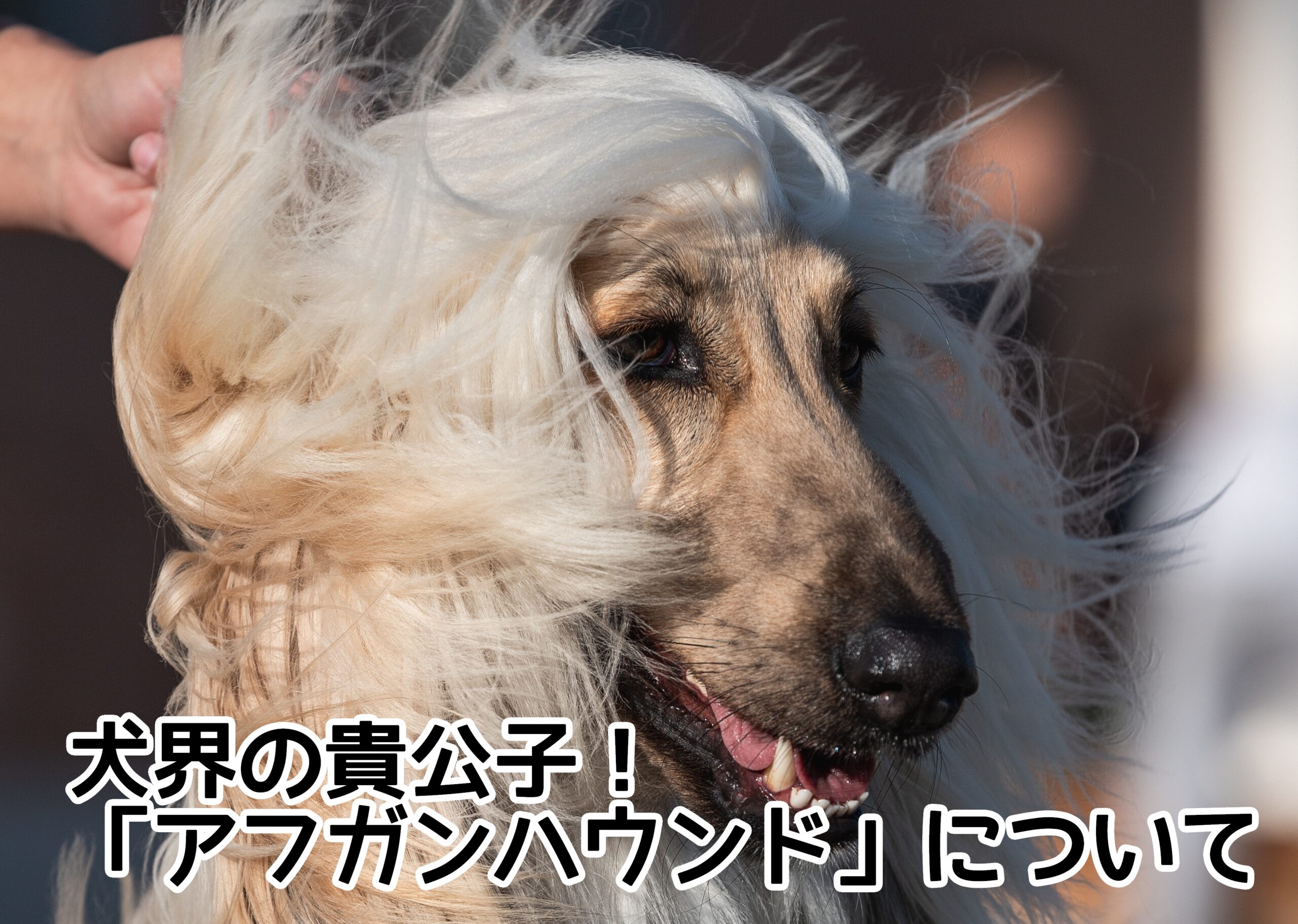 犬界の貴公子！「アフガンハウンド」について | わんちゃんとネコ